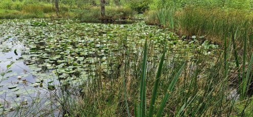 Wandern mit Martin - Hochmoor Birkensee